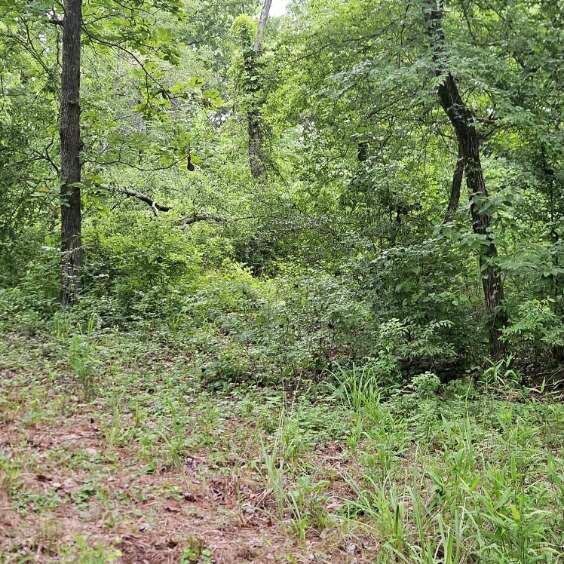 Overgrown Ozark property choked with cedar and brush before forestry mulching